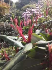 The rhodedendrons shooting up