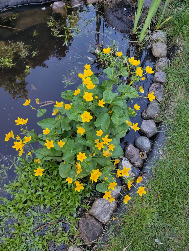 Bright yellow cup shaped flowers over fresh green leaves - a marsh marigold - sits in the water at the edge of a stone-lined pond- Grass is visible ot one side 
